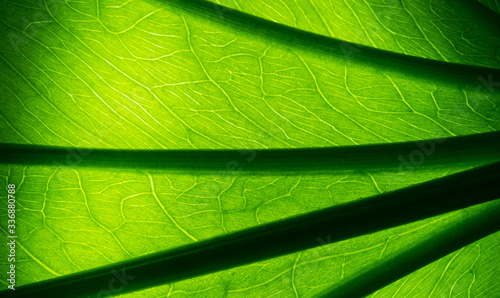 green leaves natural background wallpaper, texture of leaf, leaves with space for text 