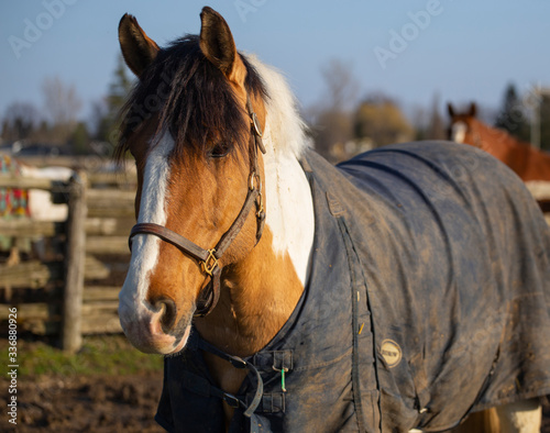 White and Brown Horse with Coat and bangs Portrait