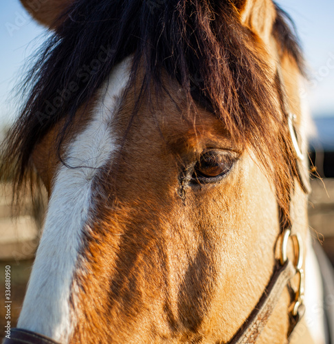evening horse closeup with bangs