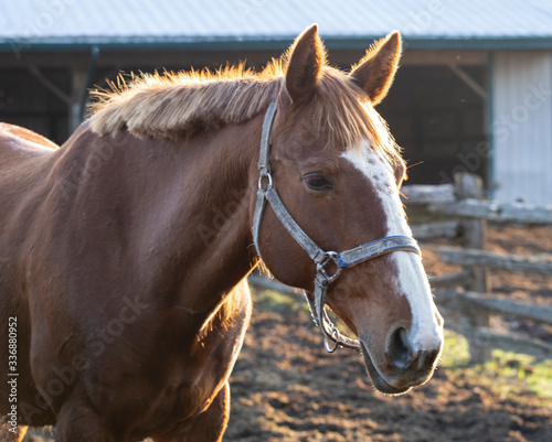 Brown and white horse in evening light in paddock