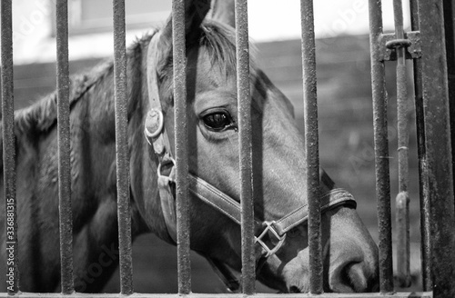 Black and white horse closeup in barn stall