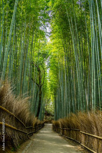 Fototapeta Naklejka Na Ścianę i Meble -  京都・嵐山の竹林 日本