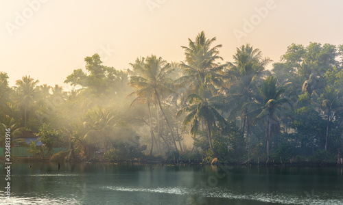 Jungle of palm trees with atmospheric haze at sunset, along a freswater lake in Eramalloor's Backwaters, a popular tourist destination and yoga retreat in Kerala, India