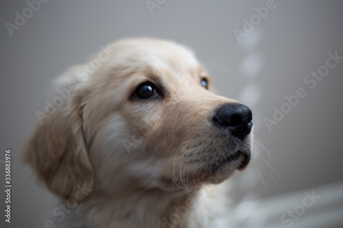 handsome goldador puppy poses for camera on beige wall backdrop