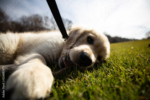 PLayful godador puppy playing with stick and sun beaming down on him