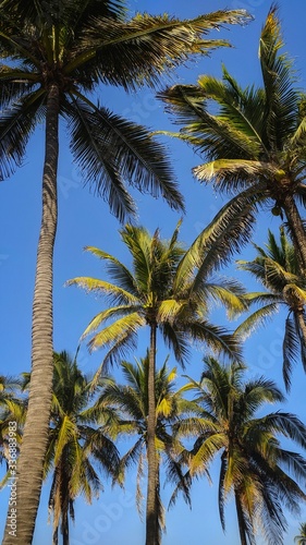 coconut palm trees