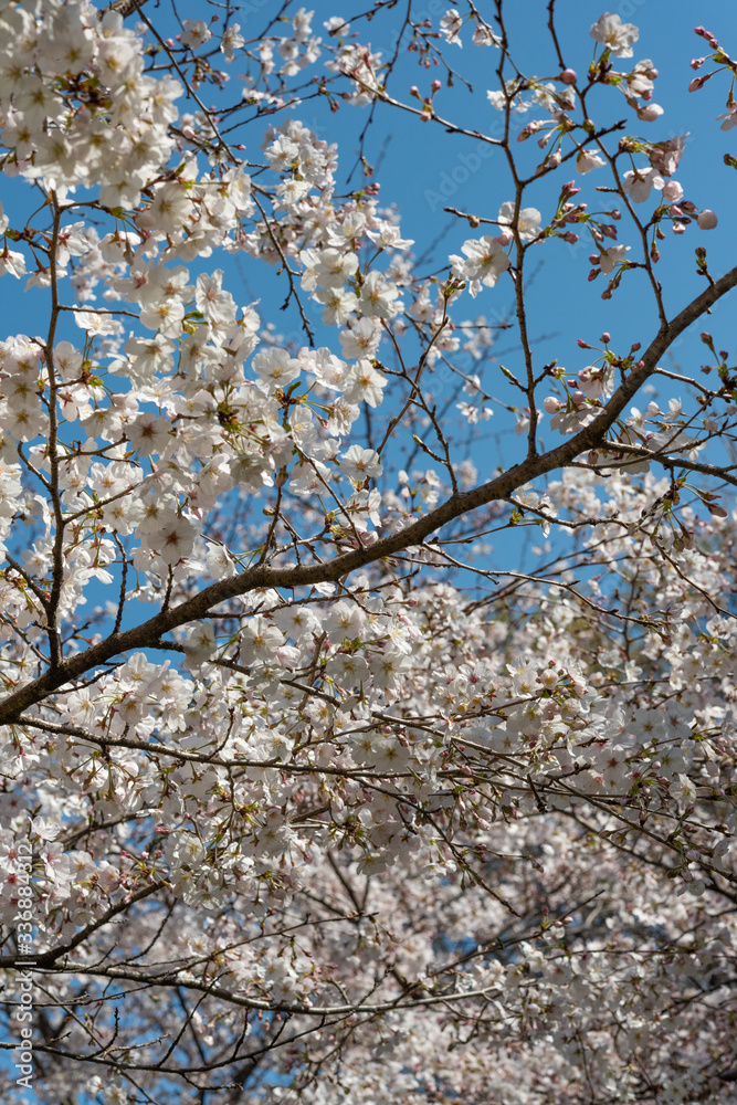 桜の花 桜の花