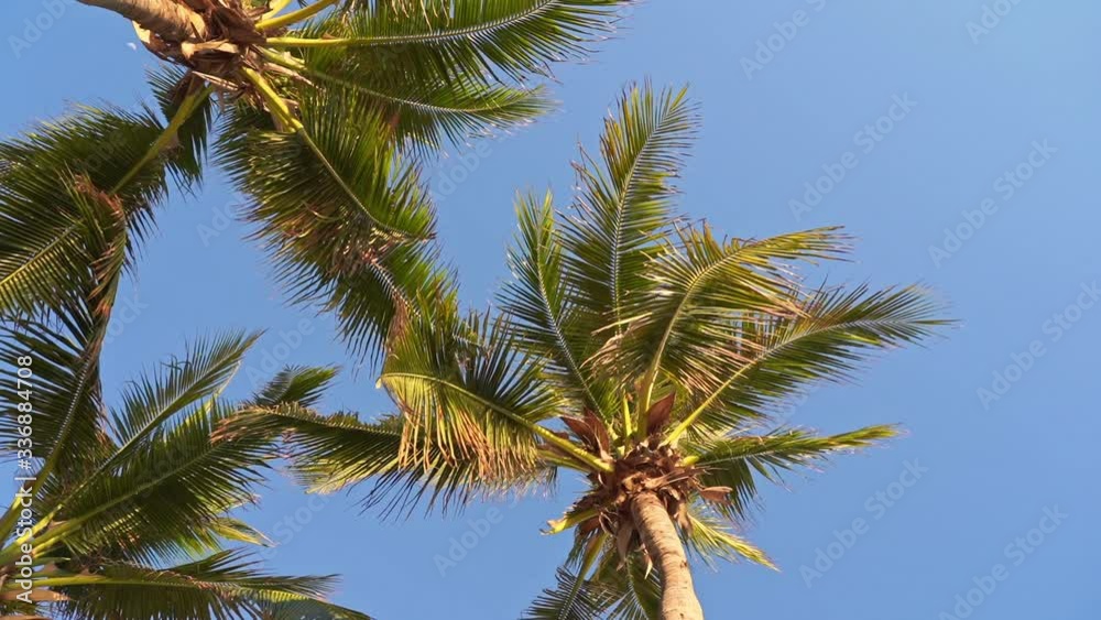 Low angle view of Palm tree's branches and leaves ona clear blue sky. Low angle view of Palm tree's branches and leaves ona clear blue sky.