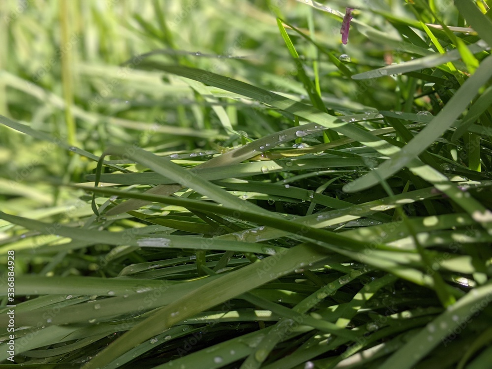 Obraz premium green in spring 