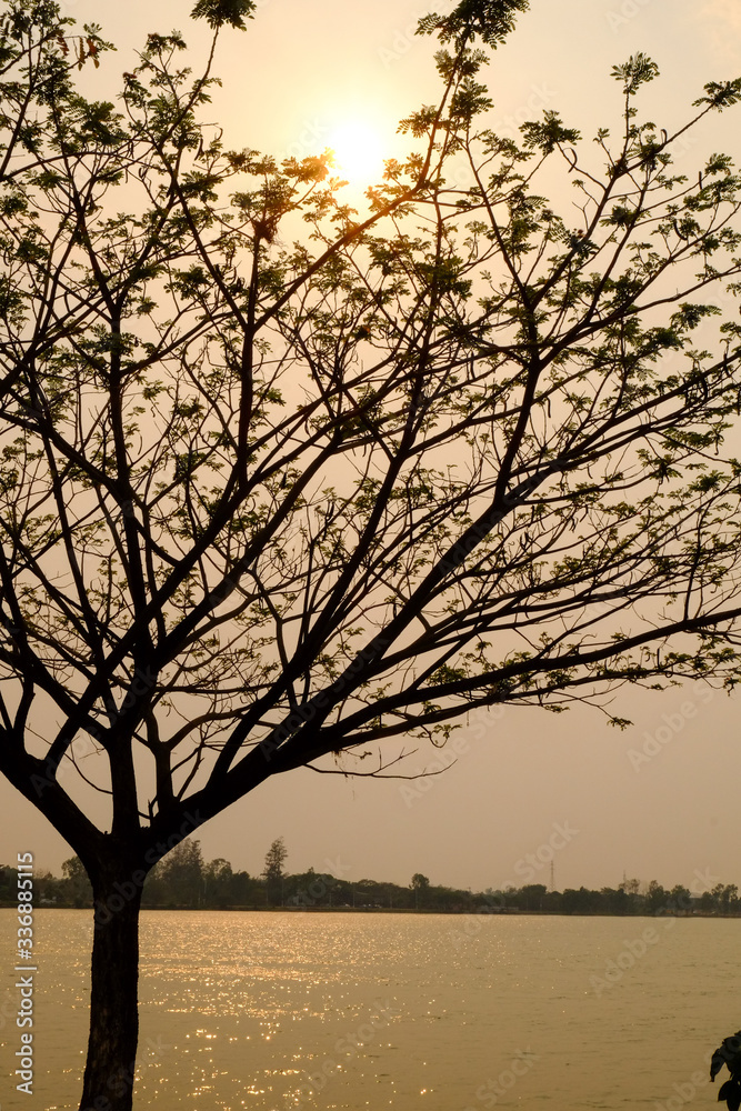 tree silouette with sun light with lake background tree silouette with sun light with lake background