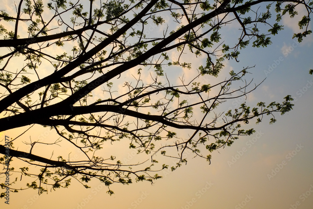 tree silouette with sun light with lake background tree silouette with sun light with lake background