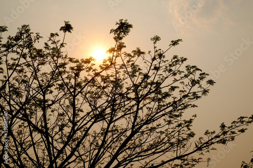 tree silouette with sun light with lake background