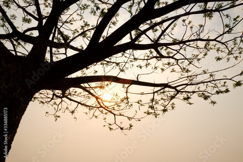 tree silouette with sun light with lake background