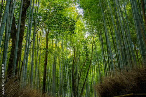 京都・嵐山の竹林 日本
