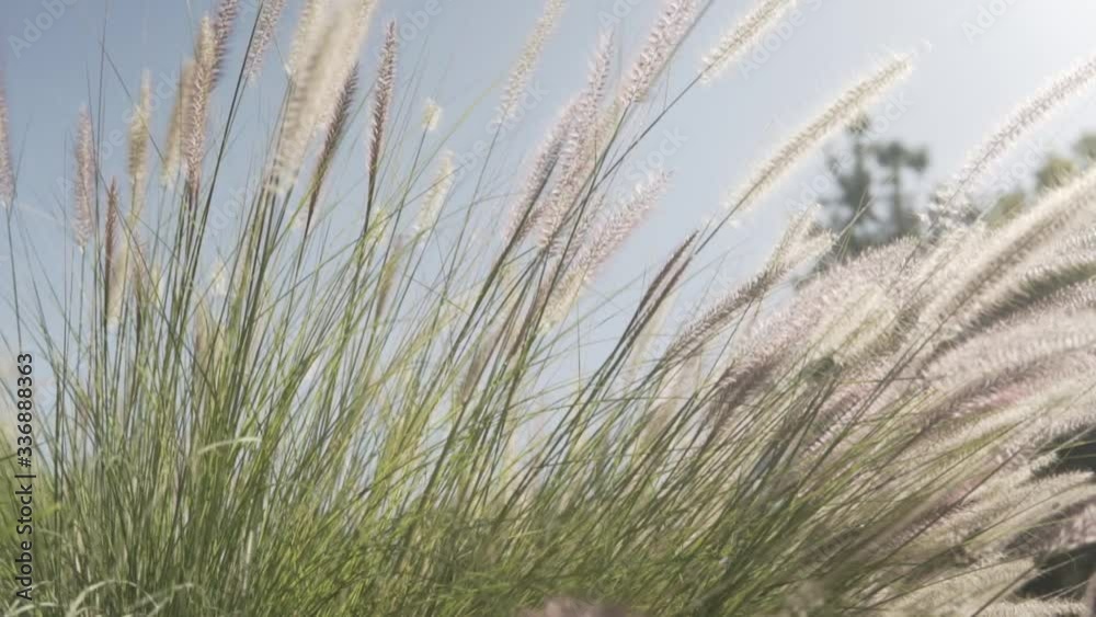 Grass slow motion with clear skies Grass slow motion with clear skies