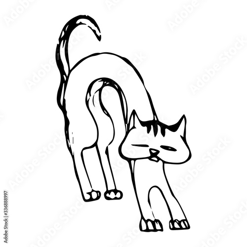 Kitten. Vector sketch of a robber yard cat, close-up, displeased, contemptuous expression of the muzzle, hand drawn, grim outline, isolated on white background