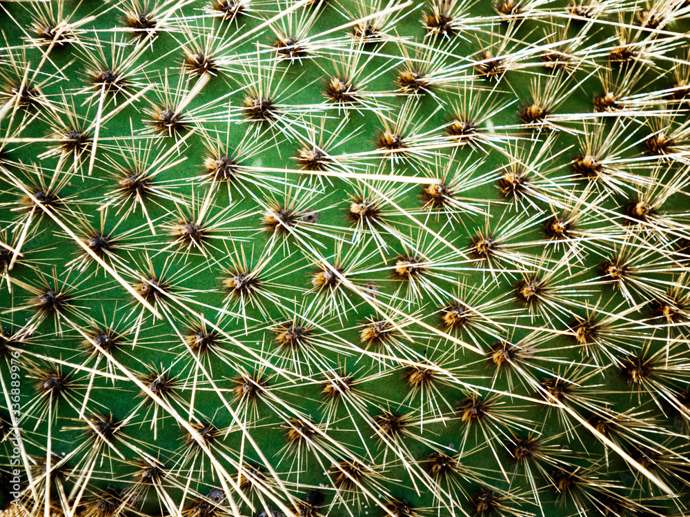 Cactus close up Cactus close up