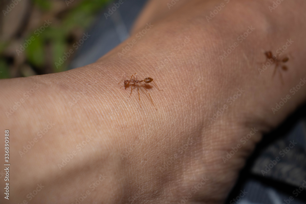 Obraz premium spider on a foot