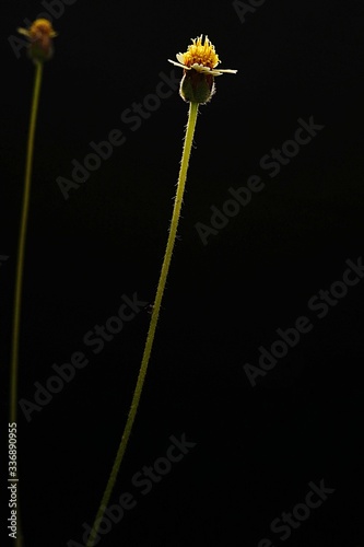 The shadow of solitude