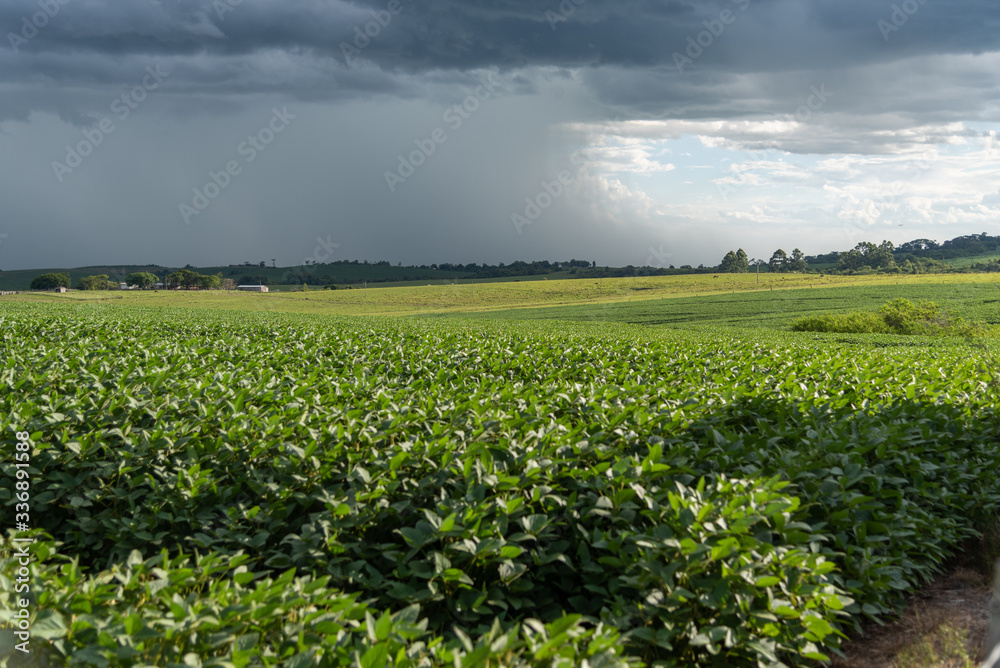 Rain falling on a soybean plantation in the stage of grain filling