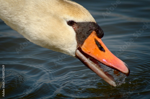 Chorzow Śląsk Poland. Swan on the background of the lake.