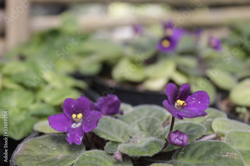 violet flower in the garden