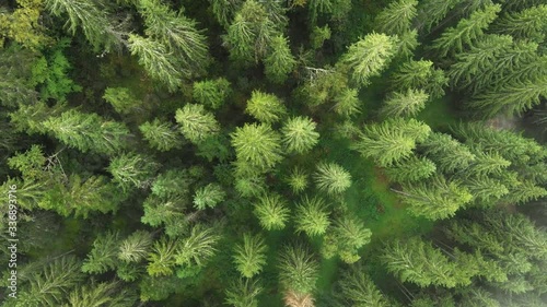 Forest of Tall Spruce Trees in the Ukrainian Carpathian Mountains photo