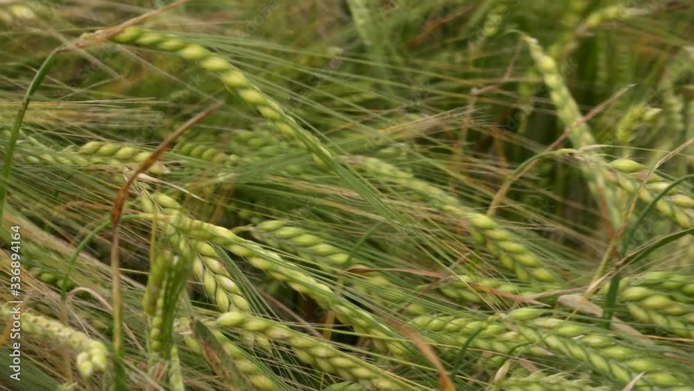 Close up of wheat field blowing in the wind UK 4K Close up of wheat field blowing in the wind UK 4K