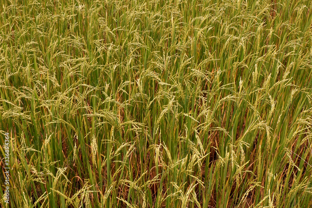 Rice plant pattern on paddy field in Thailand. Rice plant pattern on paddy field in Thailand.