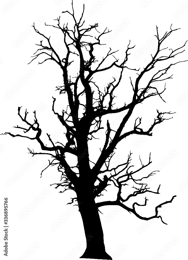 Bare Tree Silhouette
