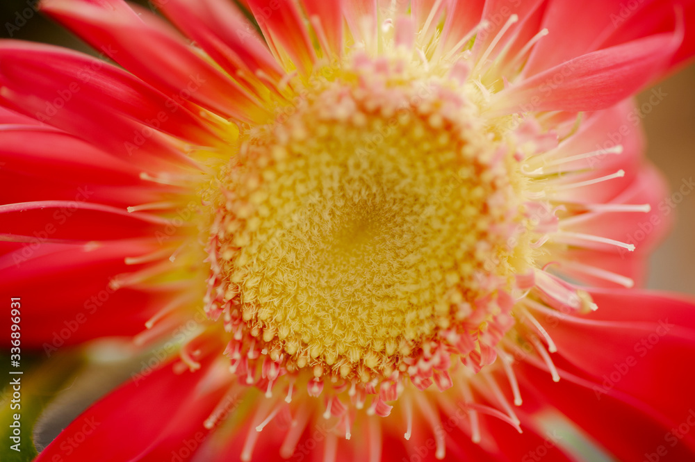art photo abstract background of red gerbera flower closeup art photo abstract background of red gerbera flower closeup
