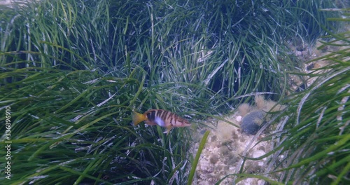 Green grass and Painted comber fish (Serranus scriba), Mediterranean sea, France.	
 photo