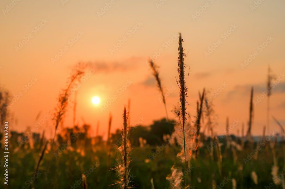 Silhouette of field grass on sunset