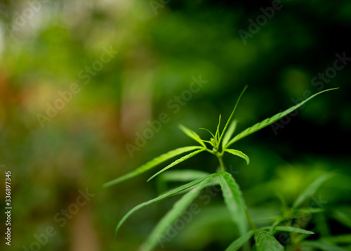 Young leaf close up of marijuana Medicinal plants for the treatment of diseases.