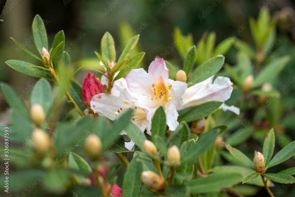A closeup on white-pink rhododendron iteophyllum