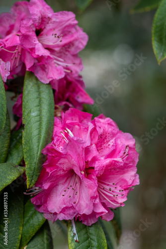 Closeup on blooming flowers of Rhododendron arboreum cinnamomeum photo