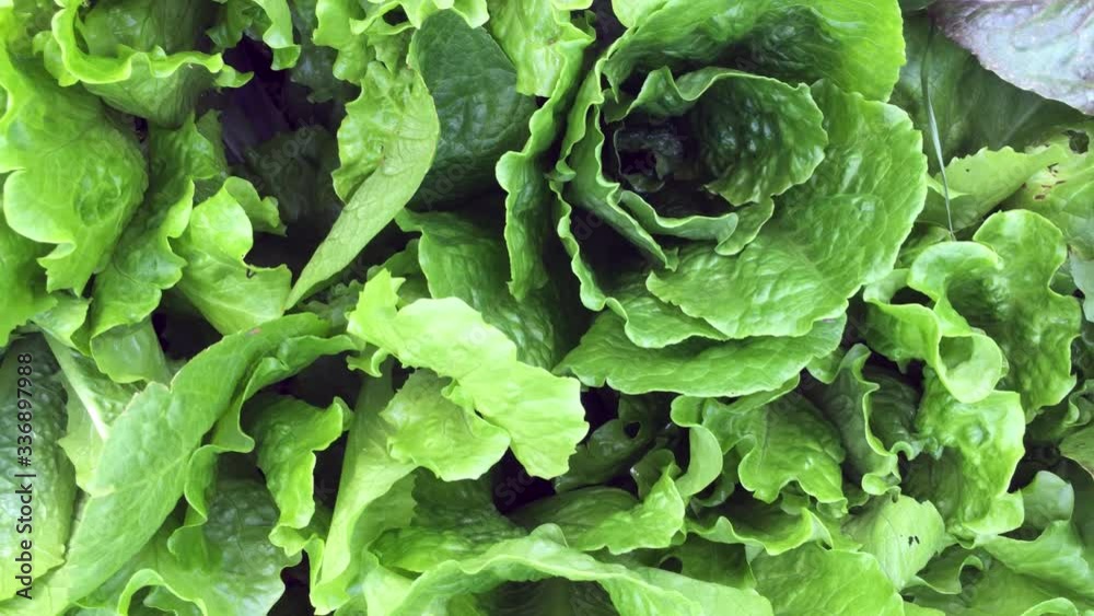 Fresh and organic lettuce Fresh and organic lettuce