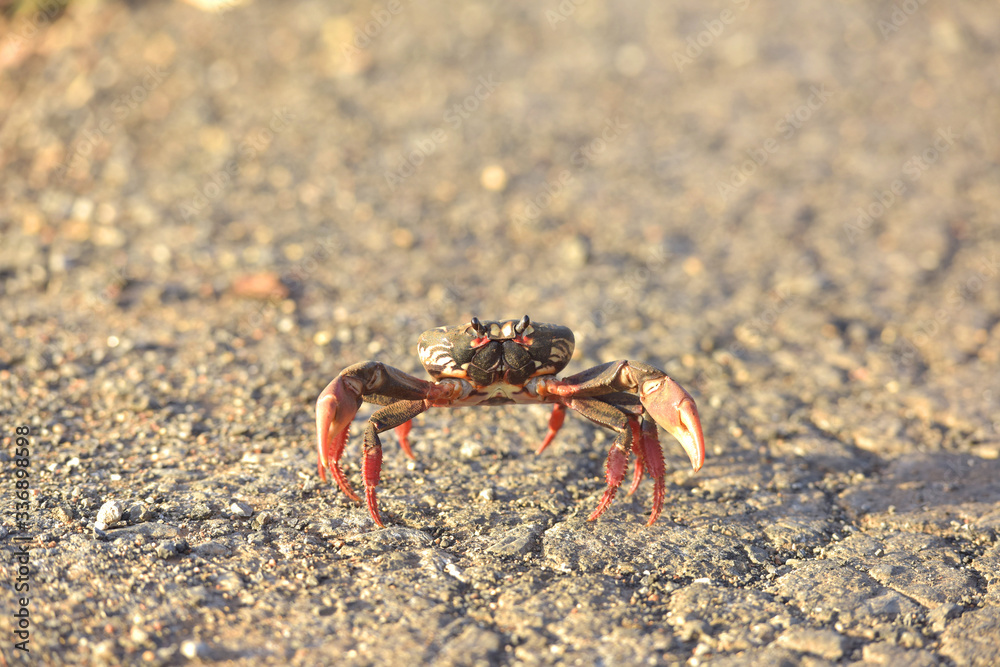 Cuban red crab walking on the road in migration to the sea, looking forward. Nature concept.