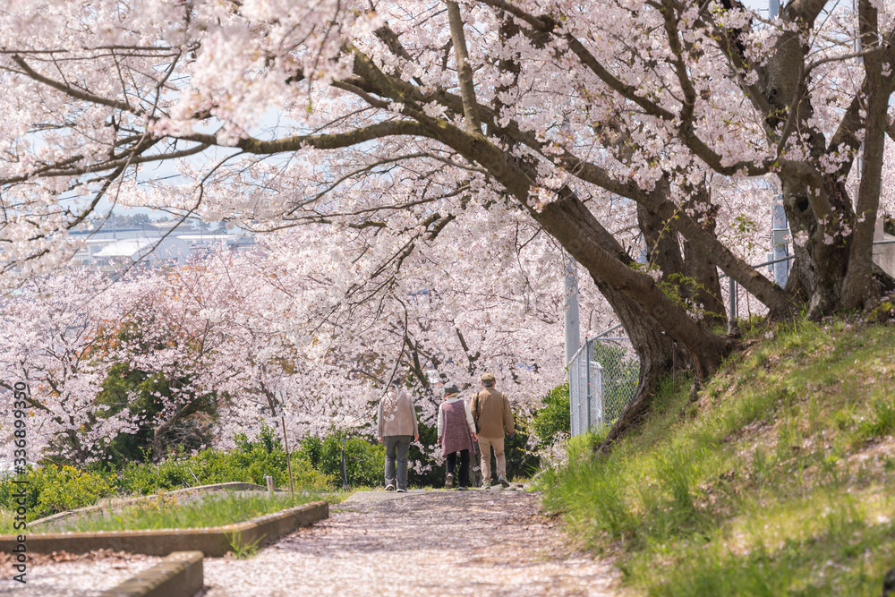 Elderly people walking in the cherry blossoms Elderly people walking in the cherry blossoms