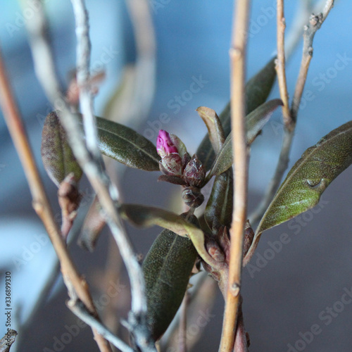 Spring branch with pink flower bud on the blue and gray background nature copy space