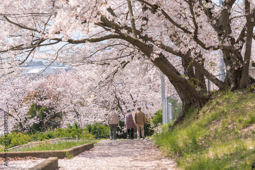 Elderly people walking in the cherry blossoms