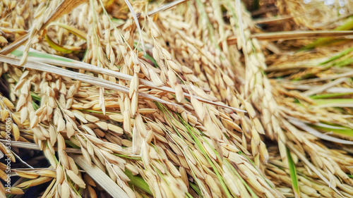 image of harvested paddy grain background photo