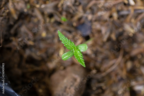 Cannabis seedlings that are sprouting in seed bags.