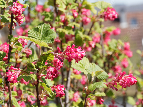 Blut-Johannisbeere (Ribes sanguineum). Rote Blume, dekorativer und pflegeleichter Frühlingsblüher für den Ziergarten