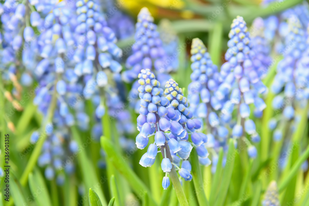 Blue hyacinth grape flowers as a good spring background. Beautiful spring hyacinth flowers close-up. Blue hyacinth grape flowers as a good spring background. Beautiful spring hyacinth flowers close-up.