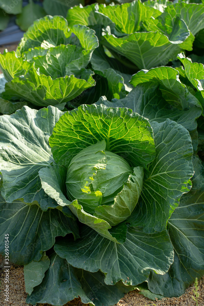 Fototapeta premium Fresh cabbage from farm field, cabbage in the garden