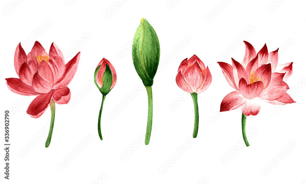 watercolor illustration. hand drawing. collection of pink lotus flowers and buds on stems on a white background.
