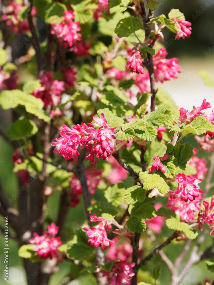 Blut-Johannisbeere (Ribes sanguineum). Rote Blume, dekorativer und pflegeleichter Frühlingsblüher für den Ziergarten Blut-Johannisbeere (Ribes sanguineum). Rote Blume, dekorativer und pflegeleichter Frühlingsblüher für den Ziergarten