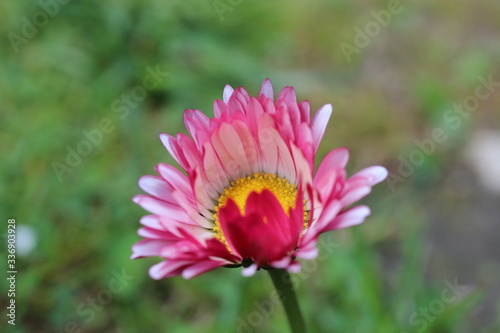 bellis stokrotka