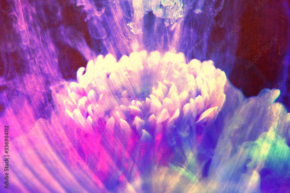 Lotus flower background Lotus flower background